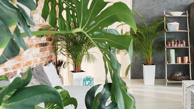 Potted houseplant with candles on the shelves in the background